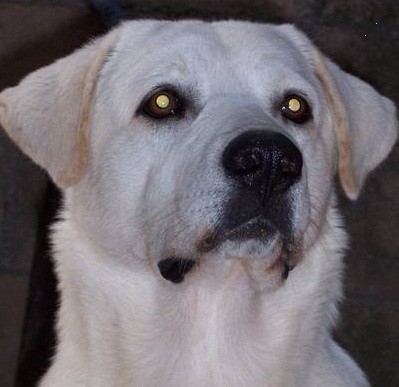 EN ESTA FOTO MI PERRO ESTA PARADO SOBRE UNA REJA,LE HIBAMOS A DAR DE COMER....ES MUY TRAGON.....•◘• EN ESTA FOTO MI PERRO ESTA PARADO SOBRE UNA REJA,LE HIBAMOS A DAR DE COMER....ES MUY TRAGON.....•◘•